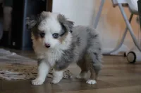 Pretty Boy, a male Toy Australian Shepherd for sale in Versailles, MO – 1 of 5