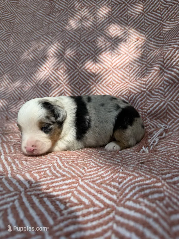 Azul – Toy Australian Shepherd puppy for sale in Versailles, MO