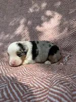 Azul, a male Toy Australian Shepherd for sale in Versailles, MO – 1 of 6