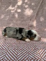 Beth, a female Toy Australian Shepherd for sale in Versailles, MO – 5 of 6