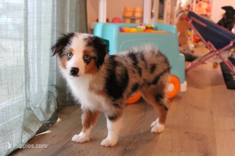Beth – Toy Australian Shepherd puppy for sale in Versailles, MO