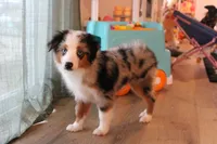 Beth, a female Toy Australian Shepherd for sale in Versailles, MO – 2 of 10