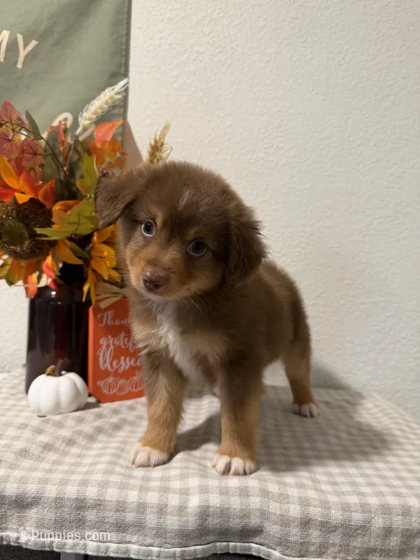 Copper – Toy Australian Shepherd puppy for sale in Versailles, MO