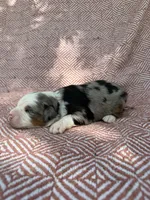 Rip, a male Toy Australian Shepherd for sale in Versailles, MO – 6 of 6