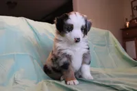 Carter, a male Toy Australian Shepherd for sale in Versailles, MO – 4 of 8