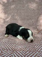 Beulah , a female Toy Australian Shepherd for sale in Versailles, MO – 5 of 7