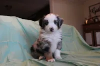 Carter, a male Toy Australian Shepherd for sale in Versailles, MO – 3 of 8