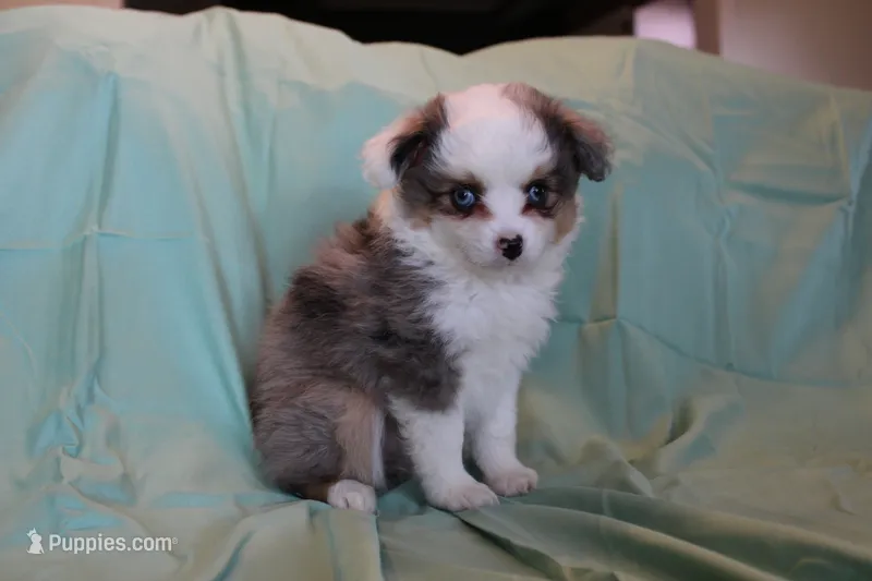 Jackie – Toy Australian Shepherd puppy for sale in Versailles, MO