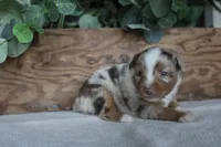 Aspen, a male Toy Australian Shepherd for sale in Versailles, MO – 3 of 8