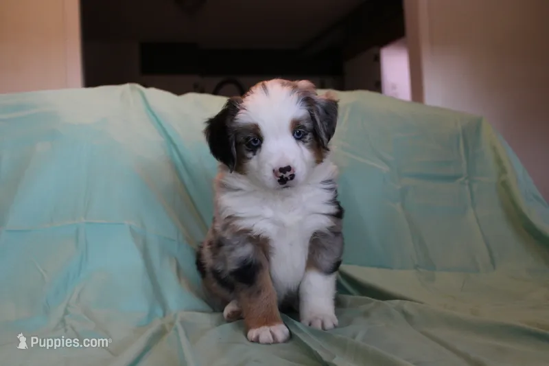Carter – Toy Australian Shepherd puppy for sale in Versailles, MO
