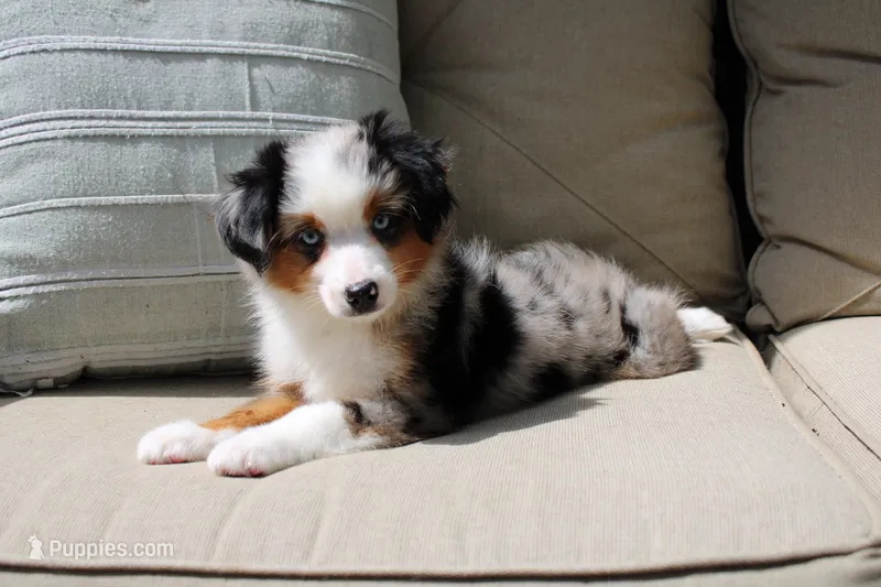 Beth – Toy Australian Shepherd puppy for sale in Versailles, MO
