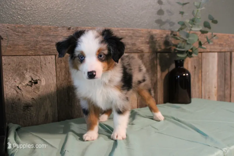Beth – Toy Australian Shepherd puppy for sale in Versailles, MO