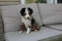 Beth, a female Toy Australian Shepherd for sale in Versailles, MO – 7 of 10