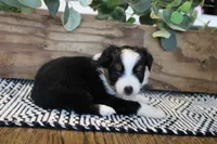Beulah , a female Toy Australian Shepherd for sale in Versailles, MO – 5 of 9