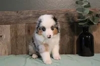 Azul, a male Toy Australian Shepherd for sale in Versailles, MO – 5 of 6