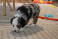 Beth, a female Toy Australian Shepherd for sale in Versailles, MO – 4 of 8
