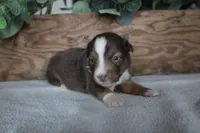 Cinnamon , a male Toy Australian Shepherd for sale in Versailles, MO – 6 of 6