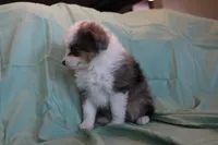 Jackie, a female Toy Australian Shepherd for sale in Versailles, MO – 6 of 6