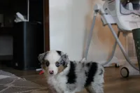 Azul, a male Toy Australian Shepherd for sale in Versailles, MO – 2 of 8