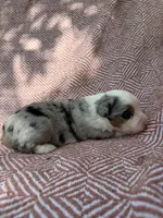 Azul, a male Toy Australian Shepherd for sale in Versailles, MO – 4 of 6
