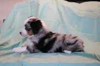 Beth, a female Toy Australian Shepherd for sale in Versailles, MO – 6 of 8