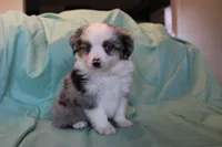Rip, a male Toy Australian Shepherd for sale in Versailles, MO – 2 of 4
