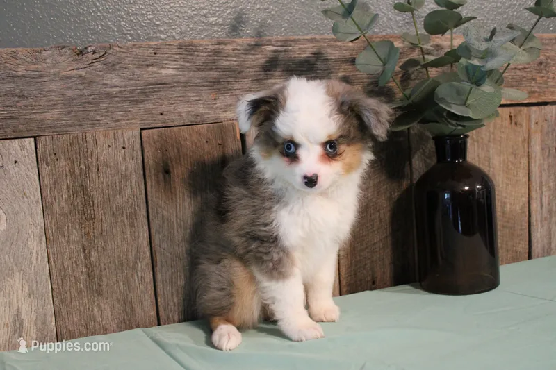 Jackie – Toy Australian Shepherd puppy for sale in Versailles, MO