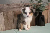 Jackie, a female Toy Australian Shepherd for sale in Versailles, MO – 1 of 6