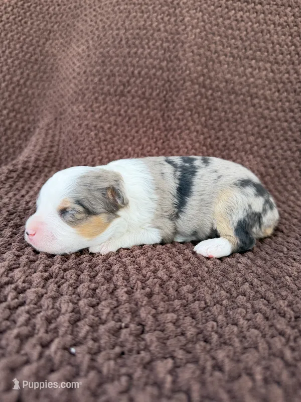 Jackie, a female Toy Australian Shepherd for sale in Versailles, MO – 1 of 5