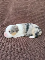 Jackie, a female Toy Australian Shepherd for sale in Versailles, MO – 1 of 5