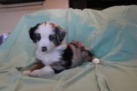 Carter, a male Toy Australian Shepherd for sale in Versailles, MO – 5 of 8