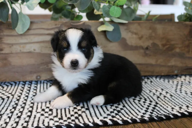 Beulah  – Toy Australian Shepherd puppy on hold in Versailles, MO