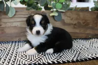 Beulah , a female Toy Australian Shepherd for sale in Versailles, MO – 1 of 9