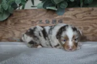 Aspen, a male Toy Australian Shepherd for sale in Versailles, MO – 2 of 8