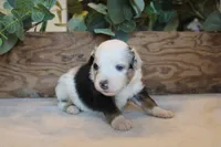 Smokey, a male Toy Australian Shepherd for sale in Versailles, MO – 4 of 5