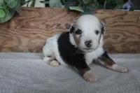 Smokey, a male Toy Australian Shepherd for sale in Versailles, MO – 2 of 5