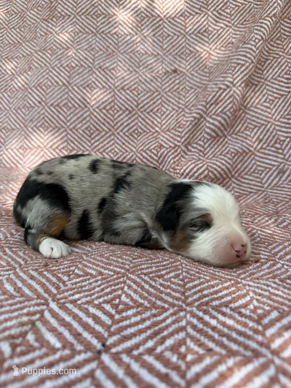 Carter – Toy Australian Shepherd puppy for sale in Versailles, MO