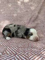 Carter, a male Toy Australian Shepherd for sale in Versailles, MO – 1 of 5
