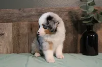 Azul, a male Toy Australian Shepherd for sale in Versailles, MO – 4 of 6