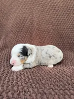 Nigel, a male Toy Australian Shepherd for sale in Versailles, MO – 2 of 6