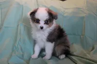Jackie, a female Toy Australian Shepherd for sale in Versailles, MO – 4 of 6