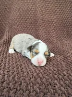 Maddie, a female Toy Australian Shepherd for sale in Versailles, MO – 4 of 5