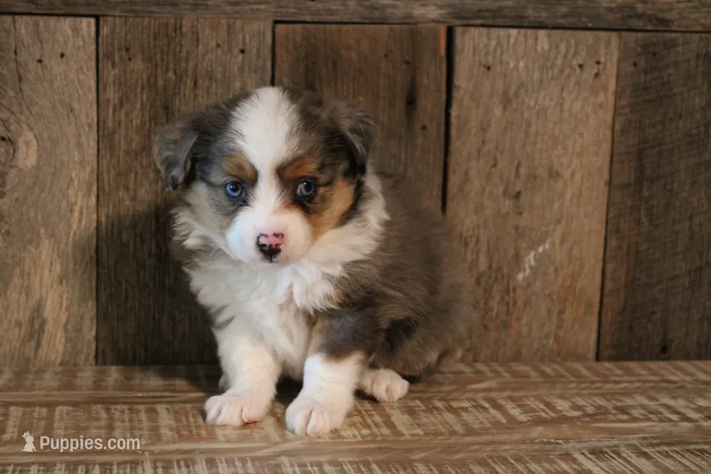 Maddie – Toy Australian Shepherd puppy for sale in Versailles, MO