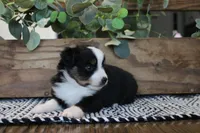 Beulah , a female Toy Australian Shepherd for sale in Versailles, MO – 3 of 9