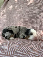 Carter, a male Toy Australian Shepherd for sale in Versailles, MO – 5 of 5