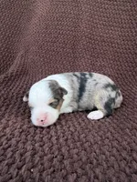 Jackie, a female Toy Australian Shepherd for sale in Versailles, MO – 3 of 5