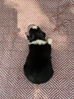 Beulah , a female Toy Australian Shepherd for sale in Versailles, MO – 3 of 7