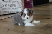 Maddie, a female Toy Australian Shepherd for sale in Versailles, MO – 3 of 7