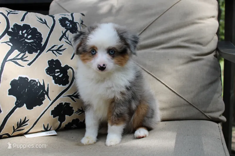 Pretty Boy – Toy Australian Shepherd puppy for sale in Versailles, MO
