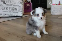 Jackie, a female Toy Australian Shepherd for sale in Versailles, MO – 3 of 6